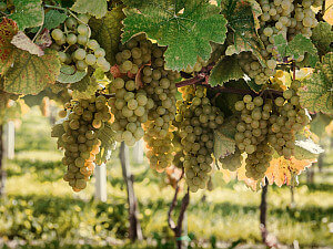 חתונה ביקב(1)