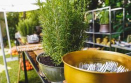 חתונה בקיבוץ מראה טבעי