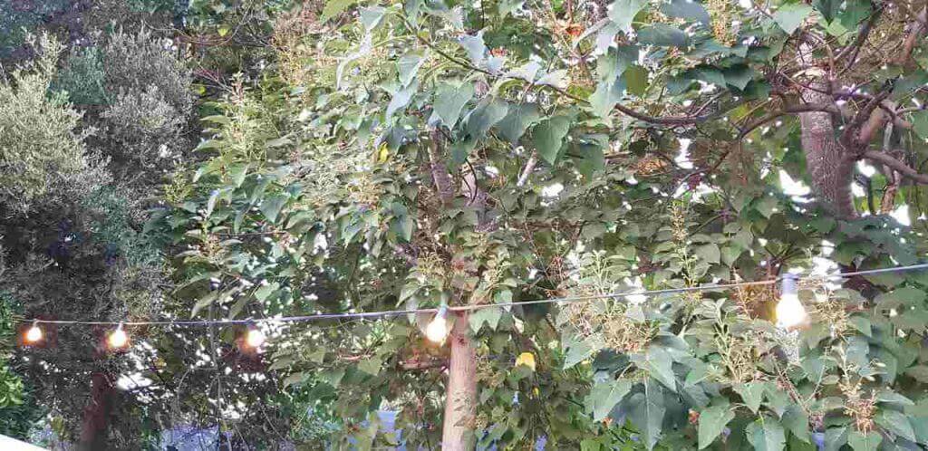 20180811_191153 (Copy)