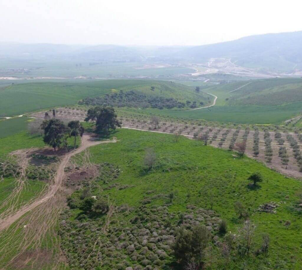 החורשה הצפונית