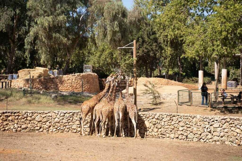 האכלת גריפות לפני טקס החופה