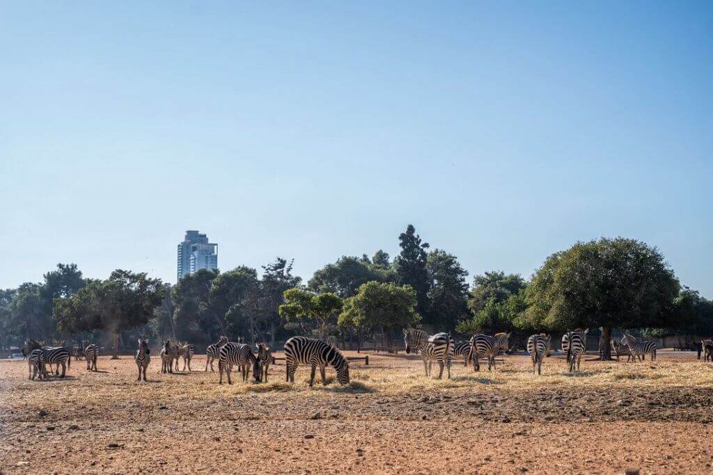 כניסת אורחים דרך השטח האפריקאי בספארי