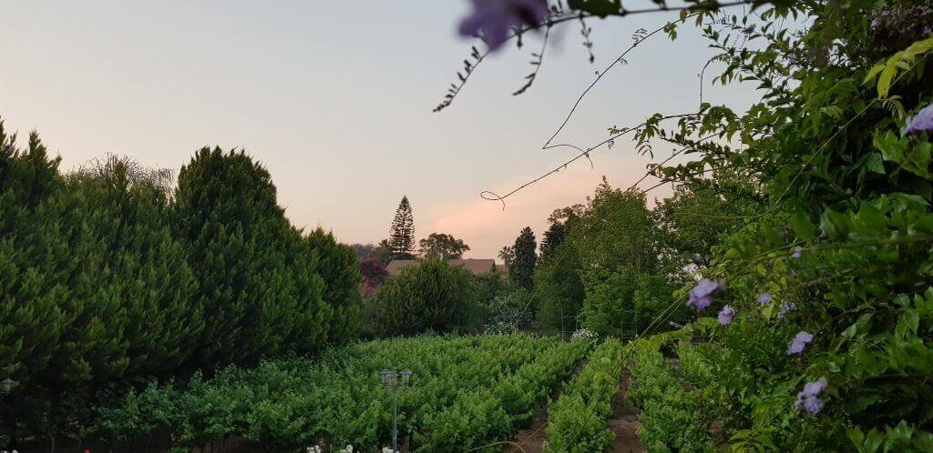 הצעת נישואין מרגשת