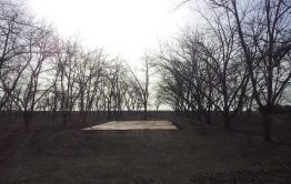 חתונה בין הפקאנים