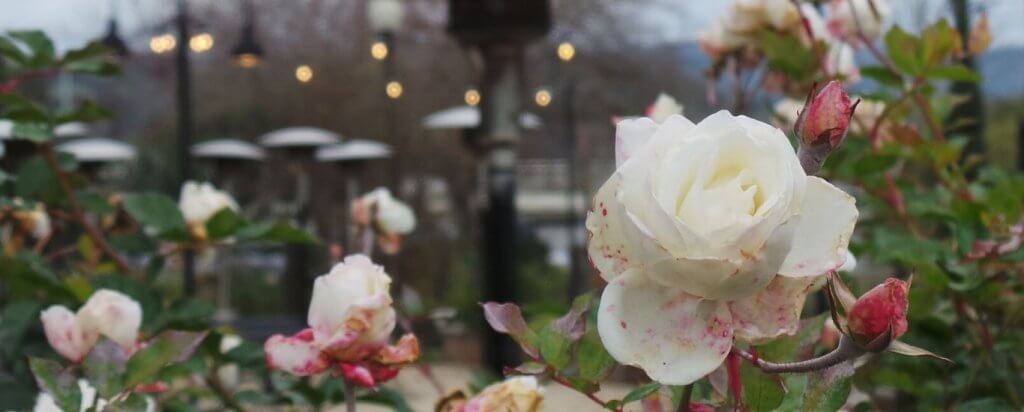 חתונה ביקב אינטימי