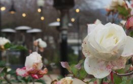 חתונה ביקב אינטימי