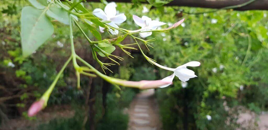 מקום גן להצעת נישואין