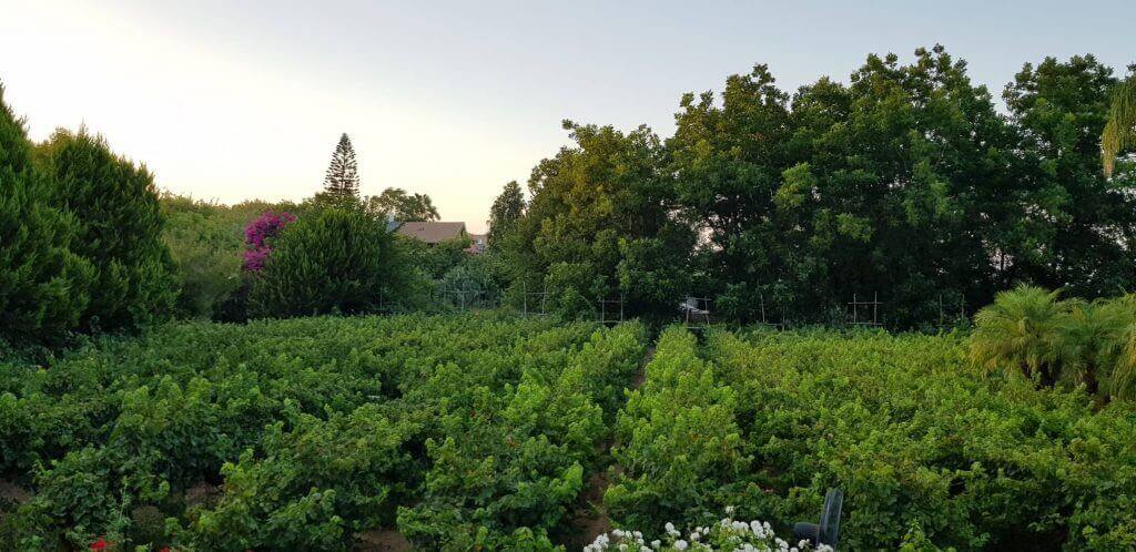 ציוד נדרש לחתונה בטבע