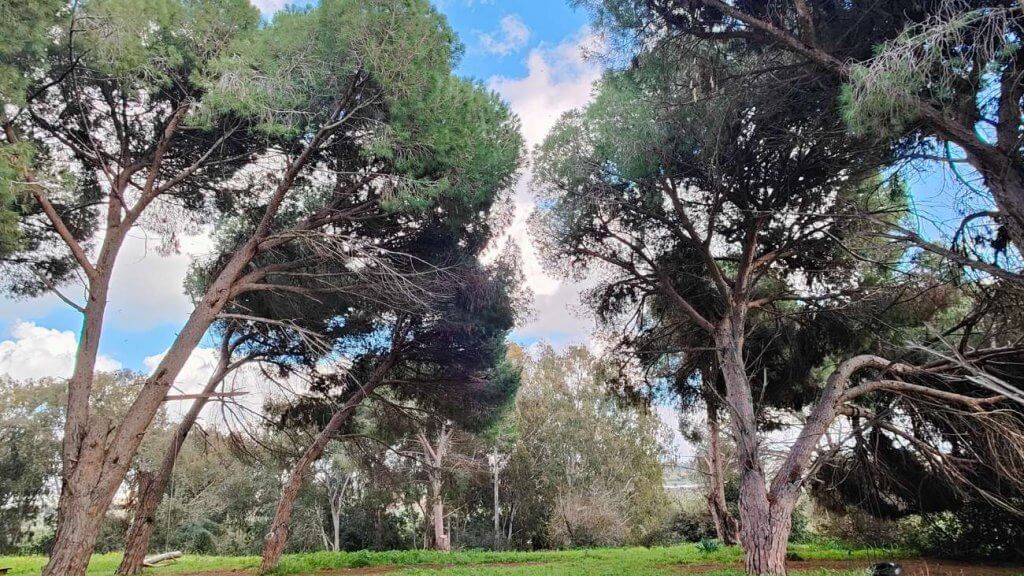 חתונה ביער במרכז הארץ