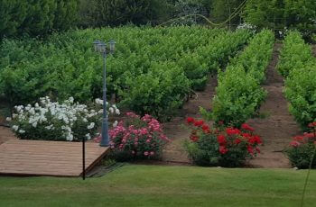 רעיונות ליום הולדת 70 לאמא