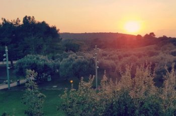 חתונה חיפאית - פרדס ושלווה