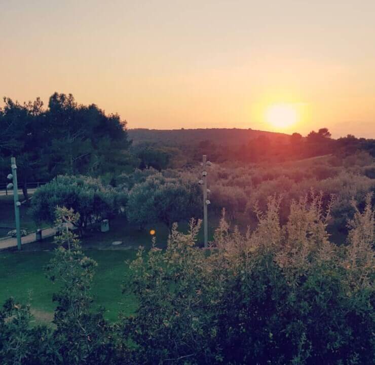 חתונה חיפאית - פרדס ושלווה