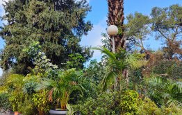 הצמחייה בבית בכפר בשרון